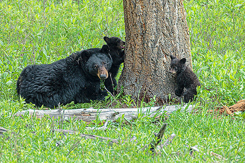 Black Bear, Mom and Cubs