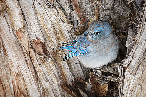 Taking Shelter from the Storm, Mountain Bluebird