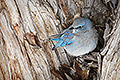 Taking Shelter from the Storm, Mountain Bluebird