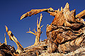 Bristlecone Pines, Sculptures of Time