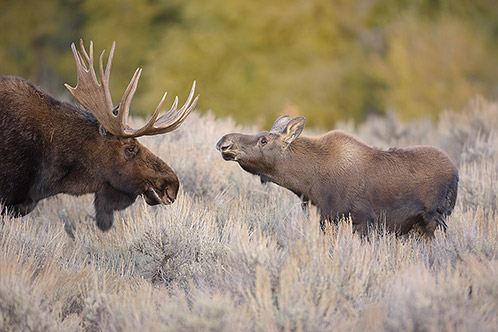 Bull and Calf Moose