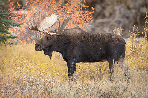 The Victor, Bull Moose