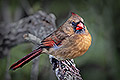 Female Cardinal, Florida