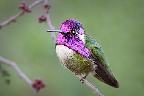 Costa's Hummingbird, Southern Arizona