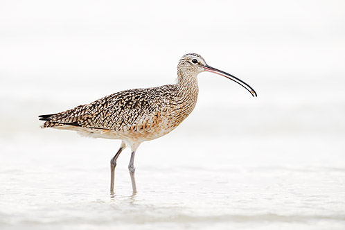 Long Billed Curlew, Seafood Dinner