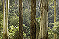 Dandenong Forest, Morning, Victoria, Australia
