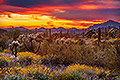 Desert Bloom, Sunset, Arizona