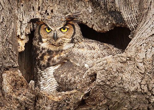 Elmer's Great Horned Owl Nest