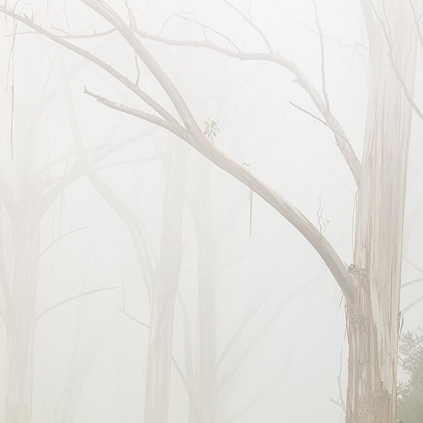 Fog in the Forest, Victoria, Australia - Landscape Photograph
