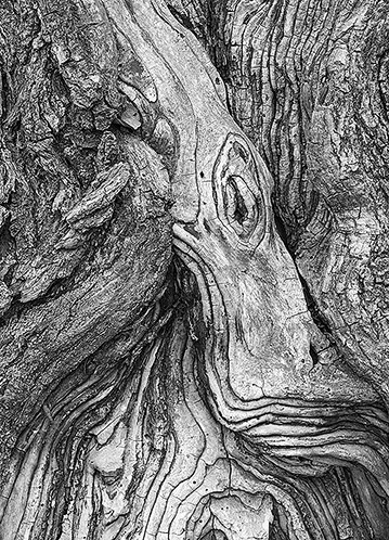Gnarled Tree Trunk, Cuyahoga Valley National Park, Ohio