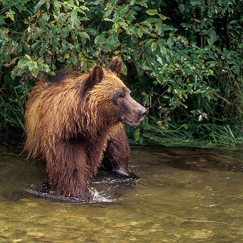 Subadult male grizzly bear