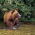 "Fluffy", Subadult Male Grizzly Bear