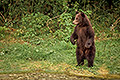 Grizzly Youngster, Looking for Fish
