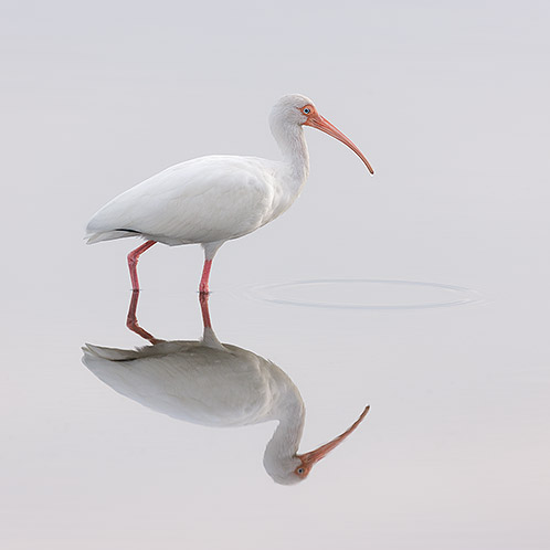 American White Ibis Reflection
