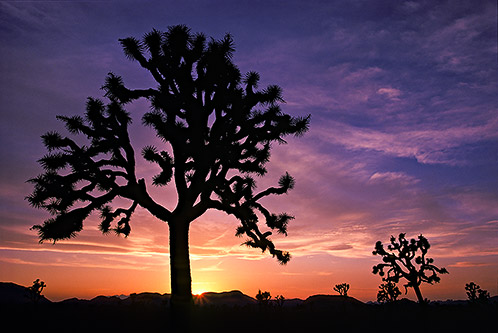 Joshua Tree Sunset, Joshua Tree National Monument