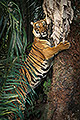 Malayan Tiger, Sharpening Claws, Malaysia