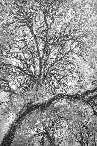 "Eternity", Myrtle Beech Tree, Image 2, Victoria, Australia