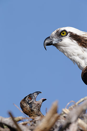 Osprey and Chick, Where is Breakfast?