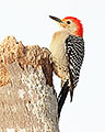Red Bellied Woodpecker, Male