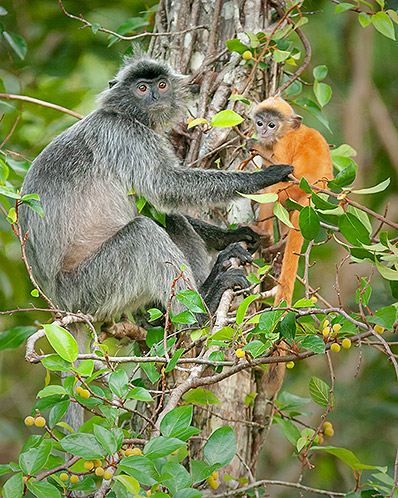 Silvered Leaf Monkey and Baby, Borneo, Malaysia