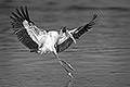 Wood Stork, One Point Landing